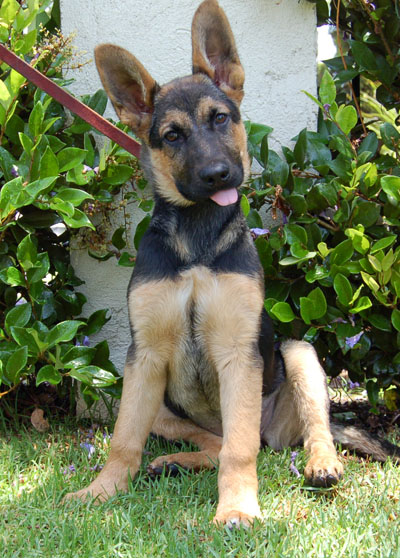 Sheba von Rancho sitting